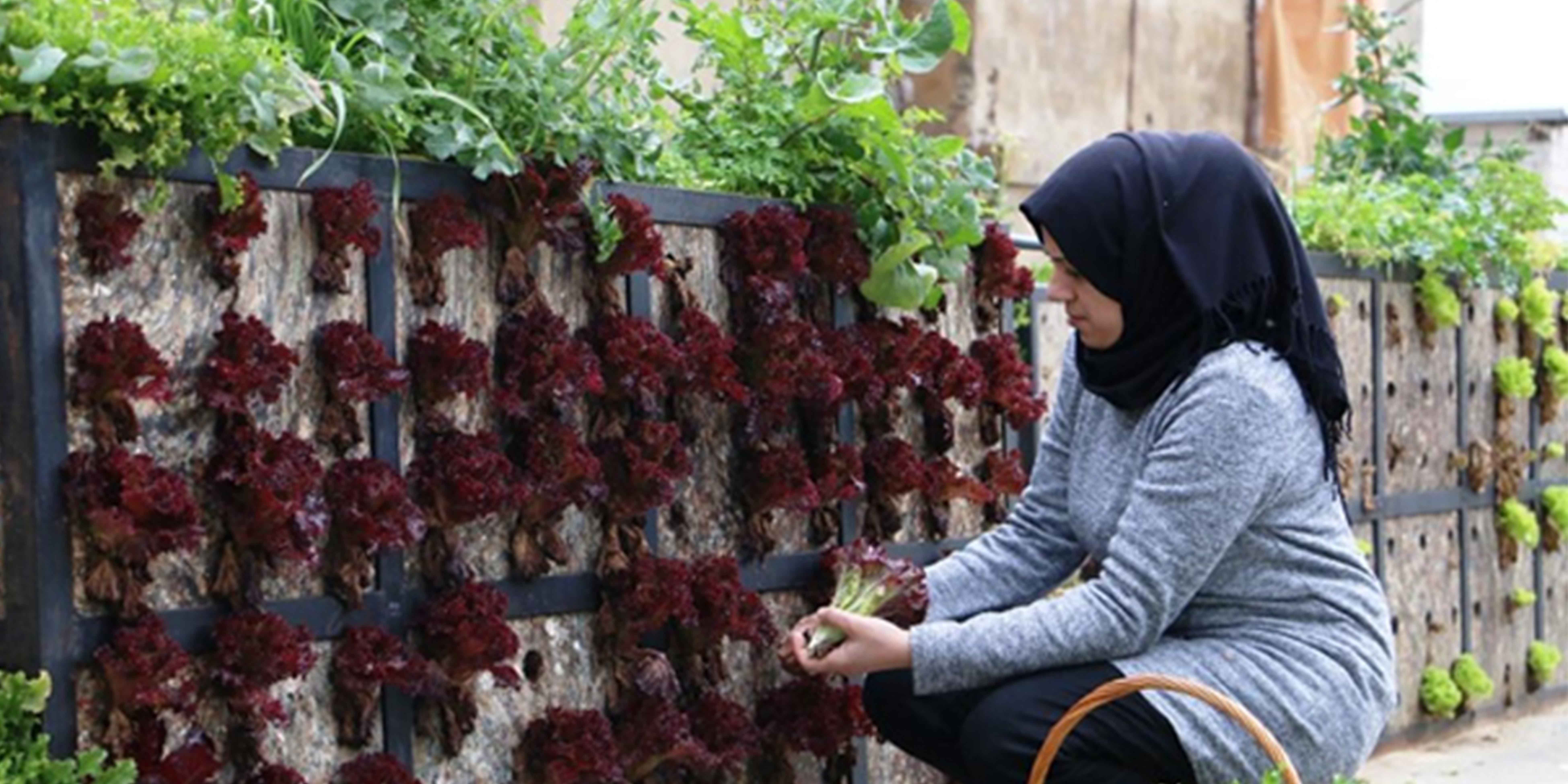 Donde se encuentran el cemento y el sol: El innovador huerto de Burj Barajneh