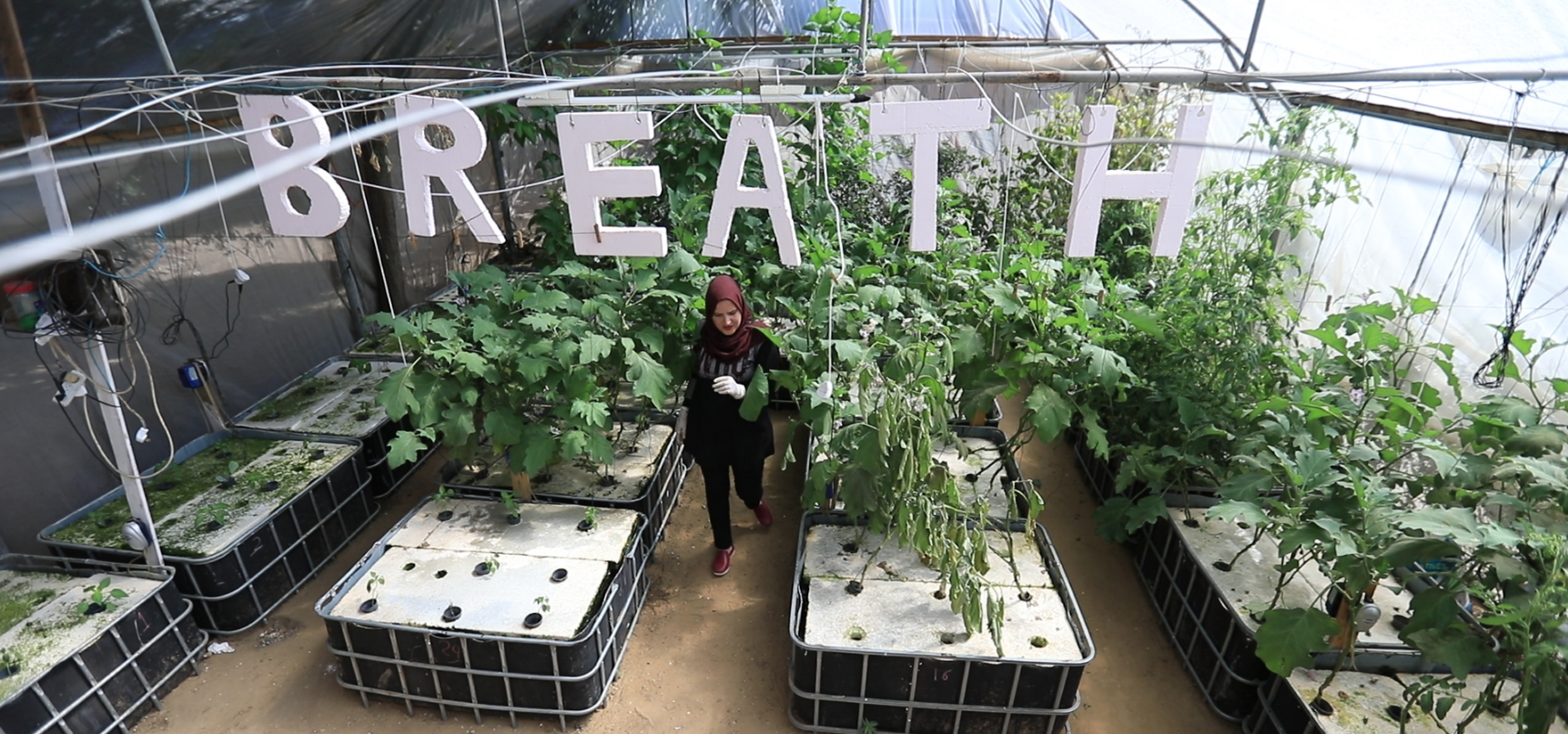 El cultivo hidropónico de Iradia, la solución para la tierra en Gaza